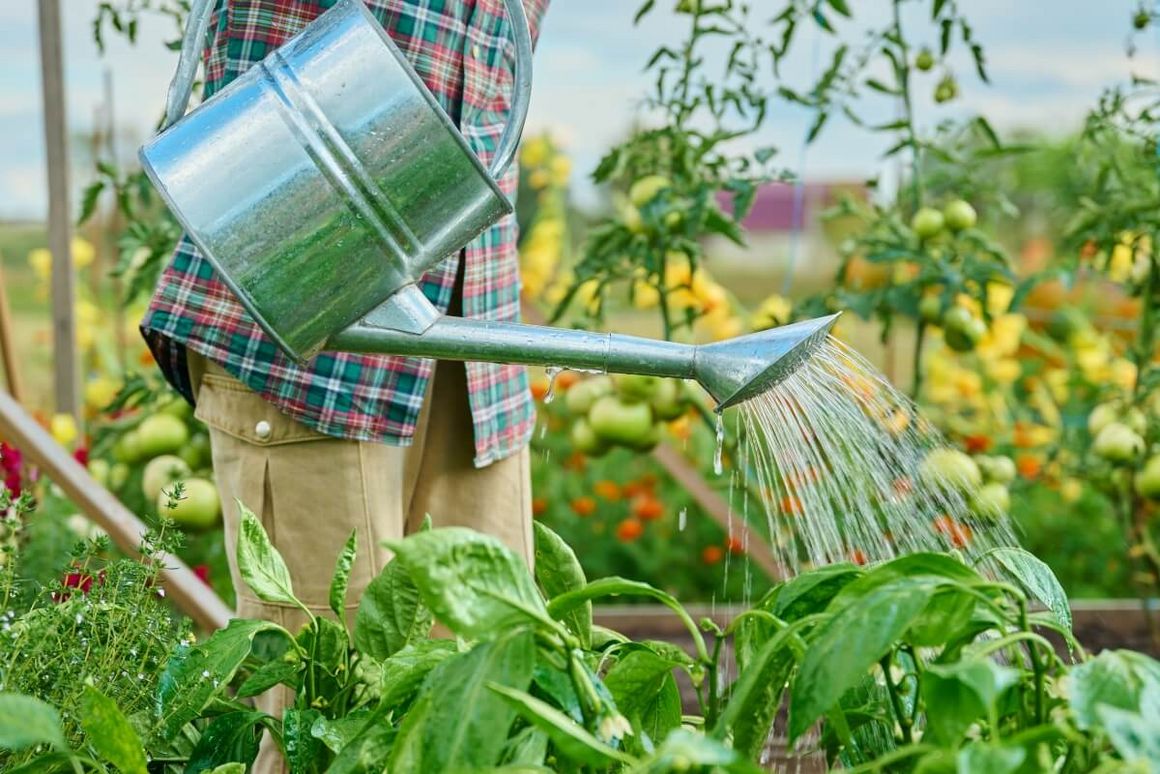 Person gießt mit Gießkanne Pflanzen